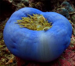 Anemone, 15 meter deep, very good light, pic taken in Pal... by Simon Bolivar 